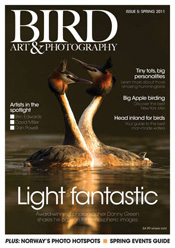 Bird Art & Photography